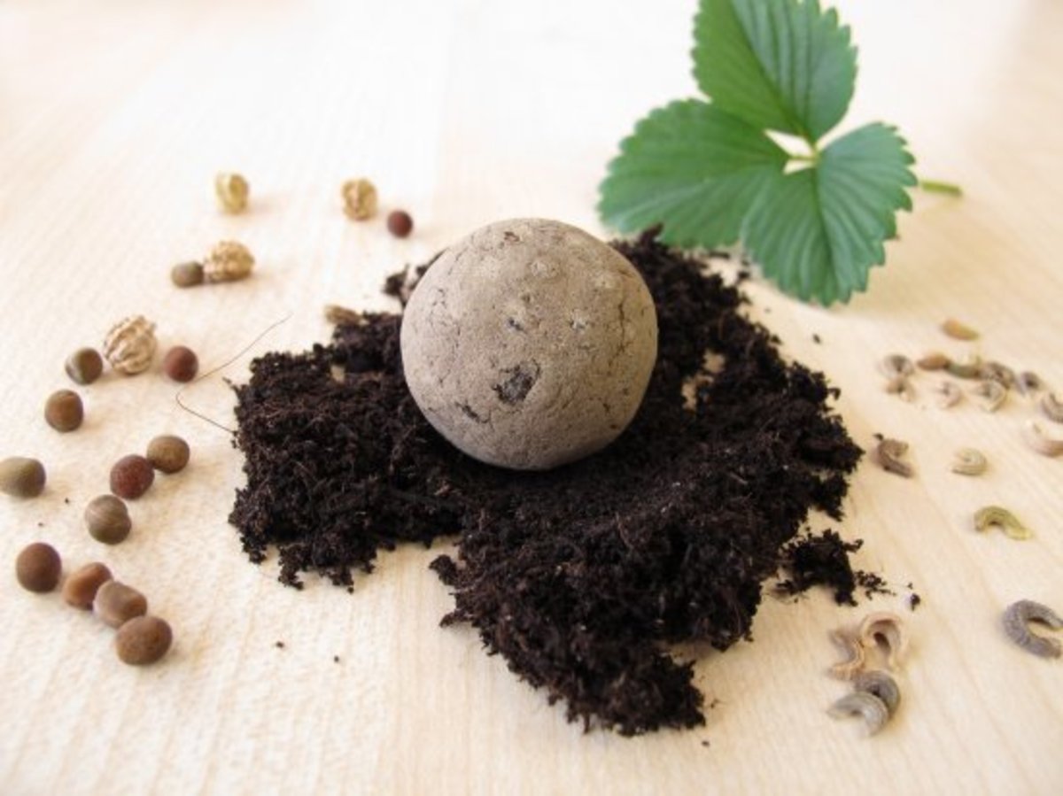 Seed Bomb with soil and plant start