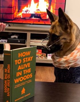 German Shepherd wearing glasses that appears to be reading a book in front of an image of a fake fireplace