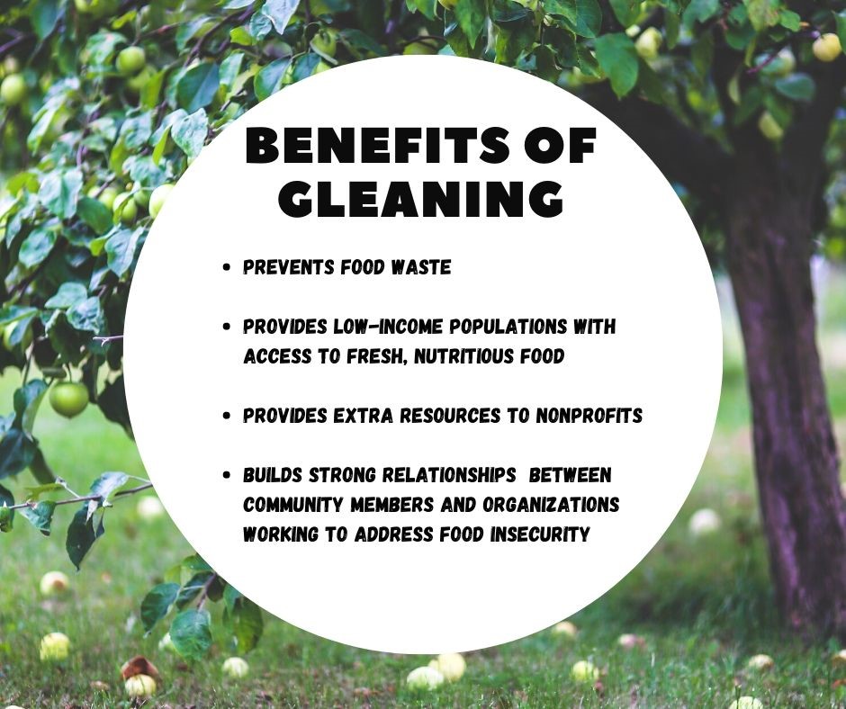 benefits of gleaning
