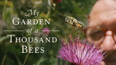 Image of documentary filmmaker observing a pollinating bee