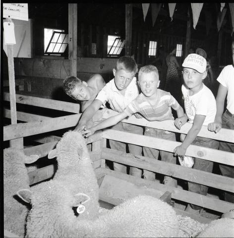 Kids at the Missoula County Fair
