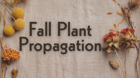 Fall Plant Propagation