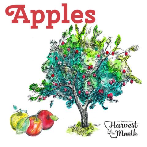 an illustration of an apple tree with apples underneath it. In the bottom right corner there is text that says "Montana Harvest of the Month"
