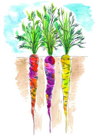 an illustrated picture of carrots growing in the ground 