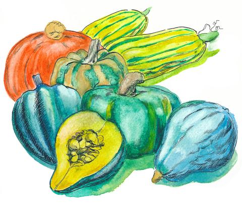 An illustration of various types of winter squash showing the various colors it comes in. 