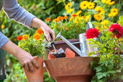 Picture of individual planting seeds in a pot.