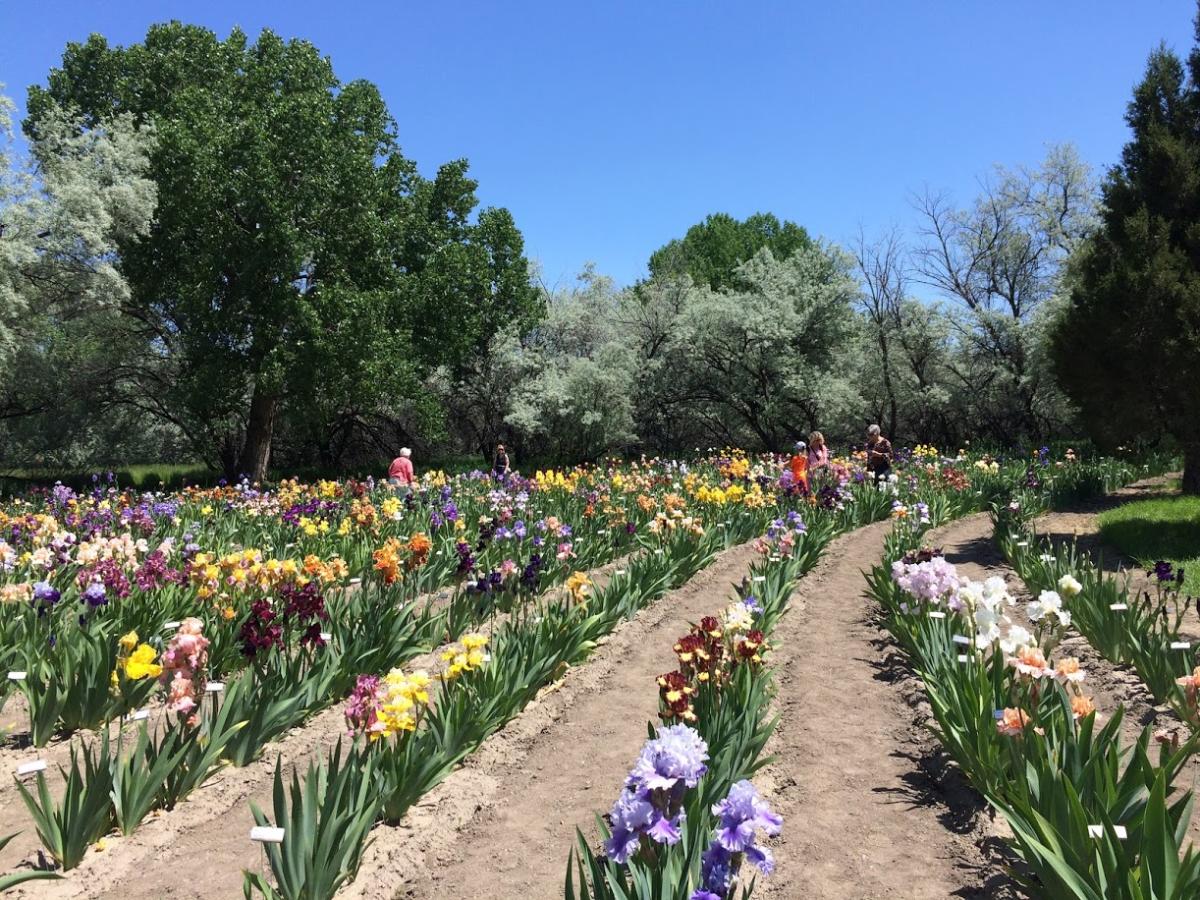 Tina and Daughers Iris Garden