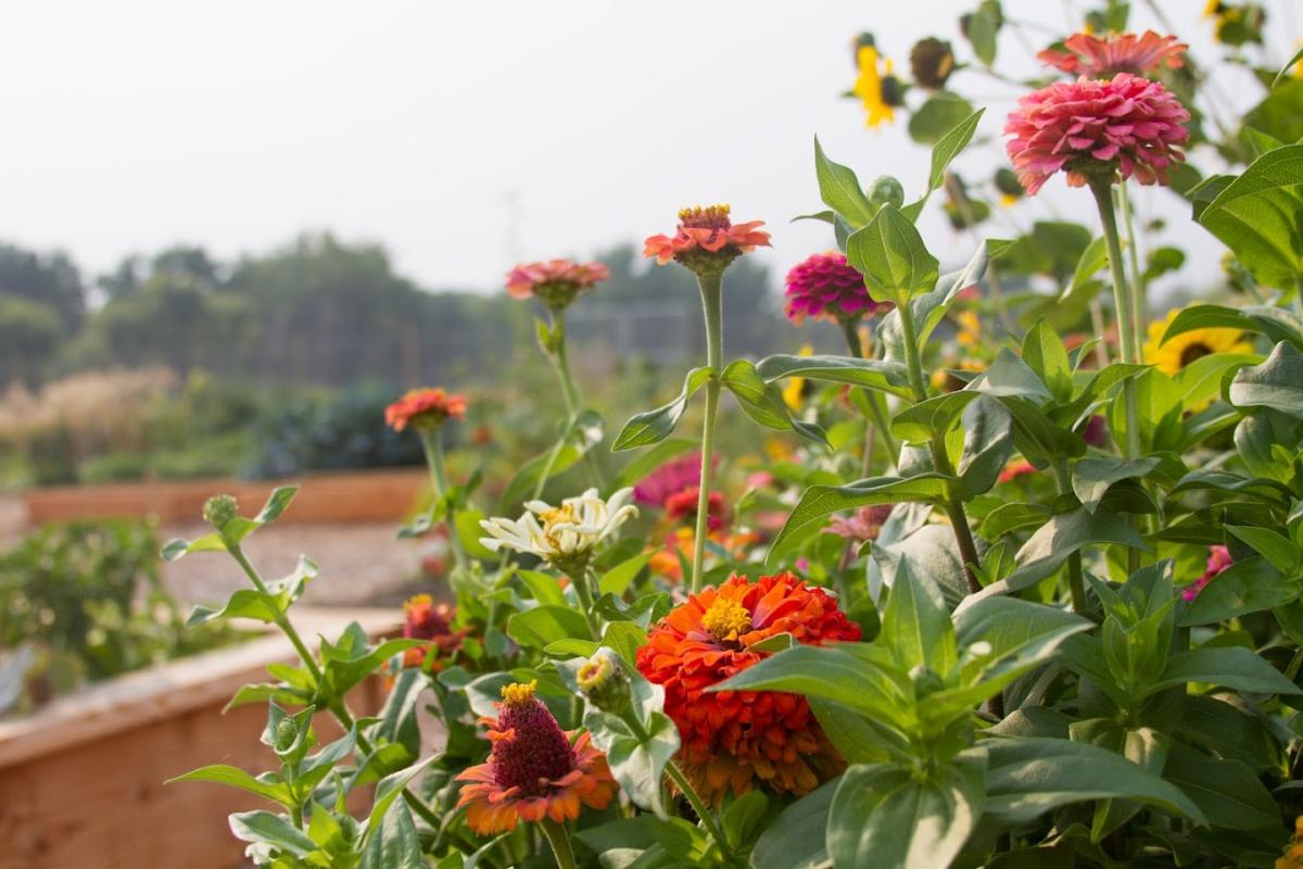 Songbird Community Gardens