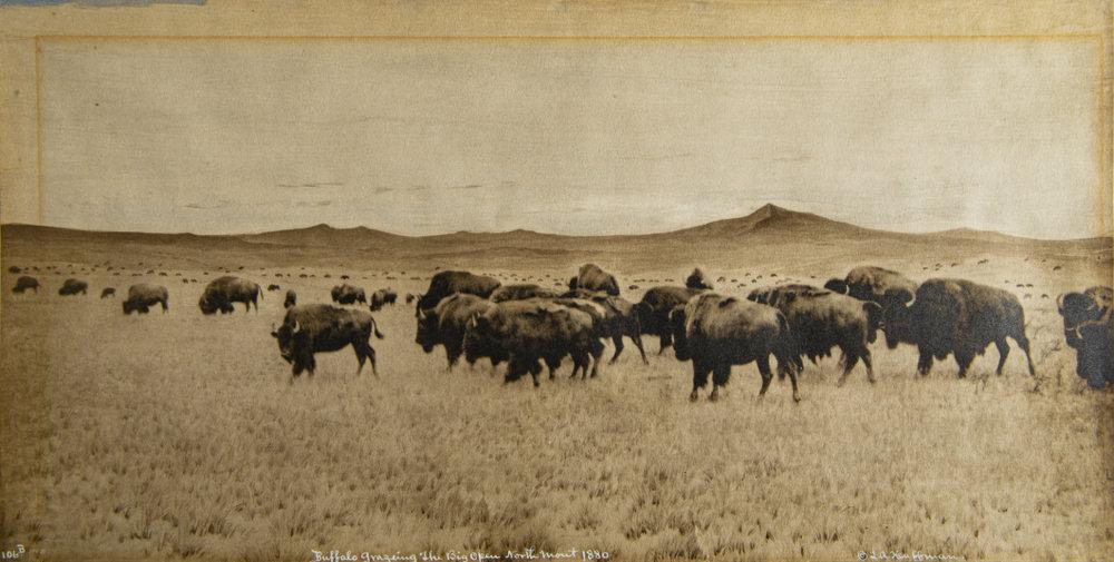 buffalo grazing