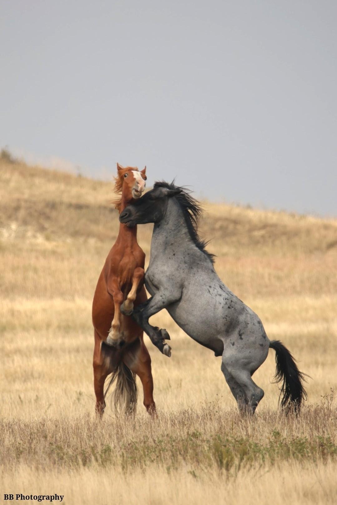 A picture of two wild horses standing on their hind legs.