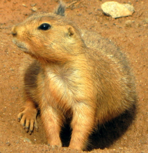 a picture of a prairie dog 