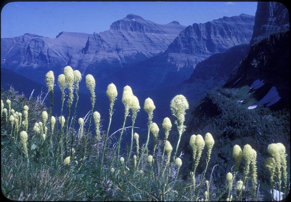 gnp flowers