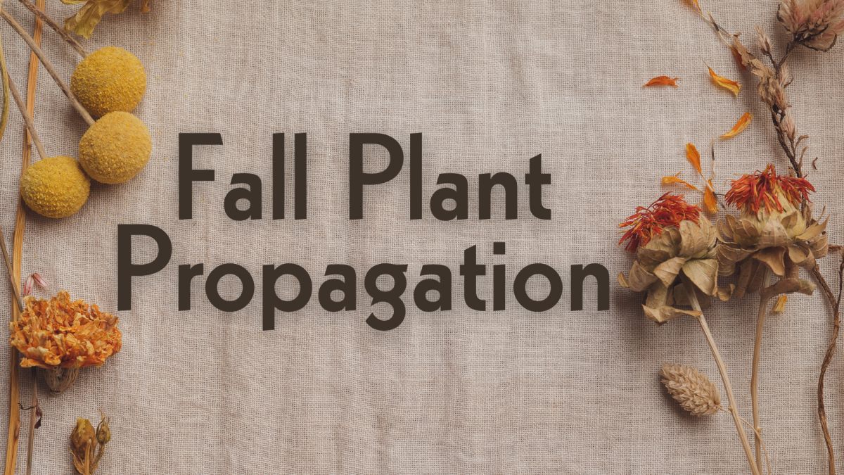 Fall Plant Propagation
