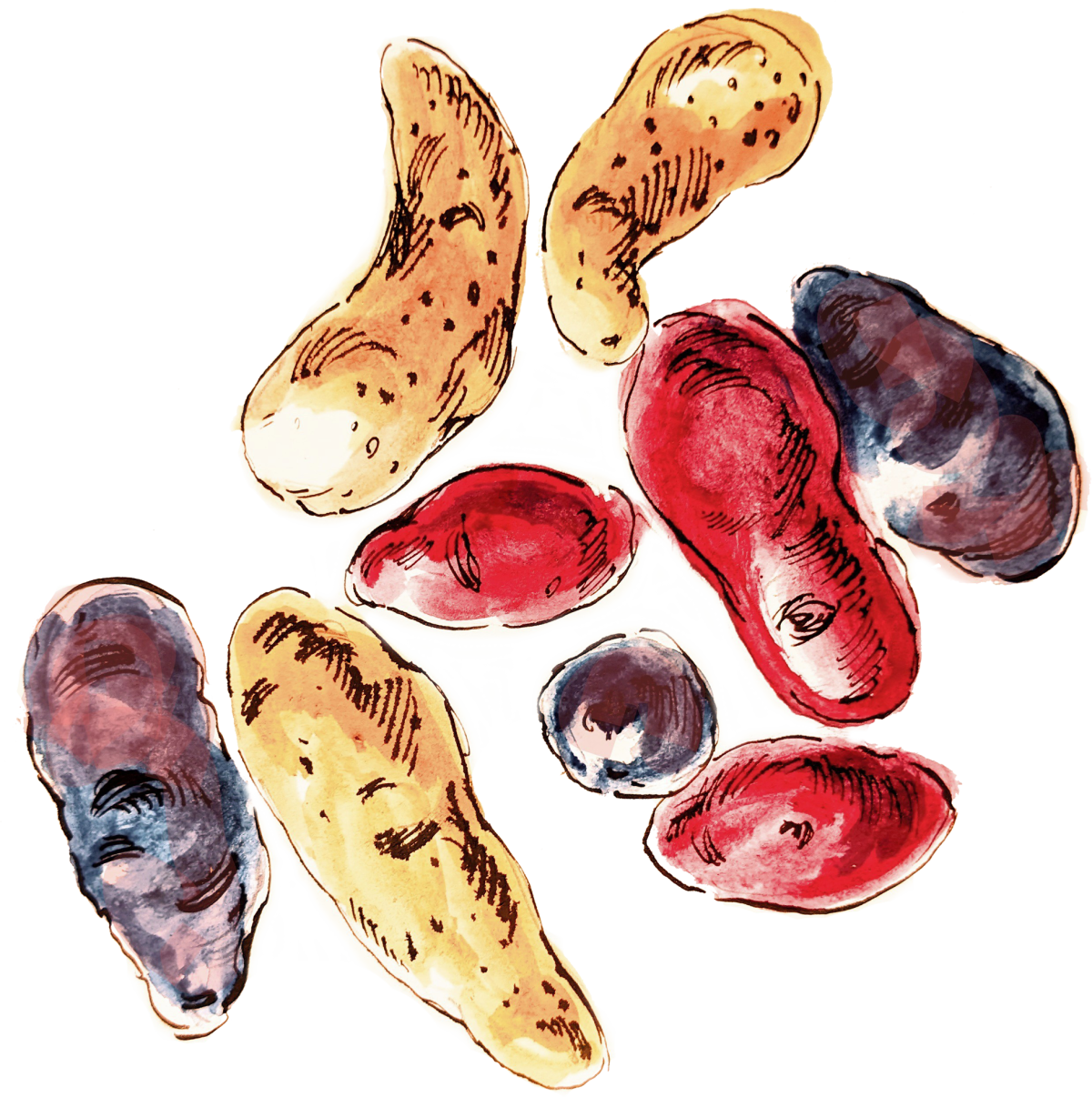 an illustrated image showing various types of potatoes 
